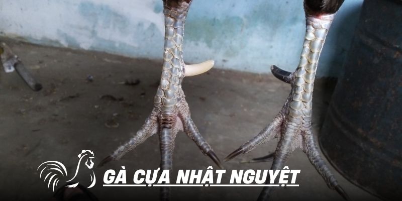 Gà Cựa Nhật Nguyệt | Thần Kê Đầu Bảng Trong Mọi Giải Đấu